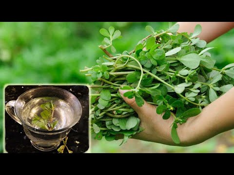 How to Make Purslane Tea | purslane tea benefits – Health Tips
