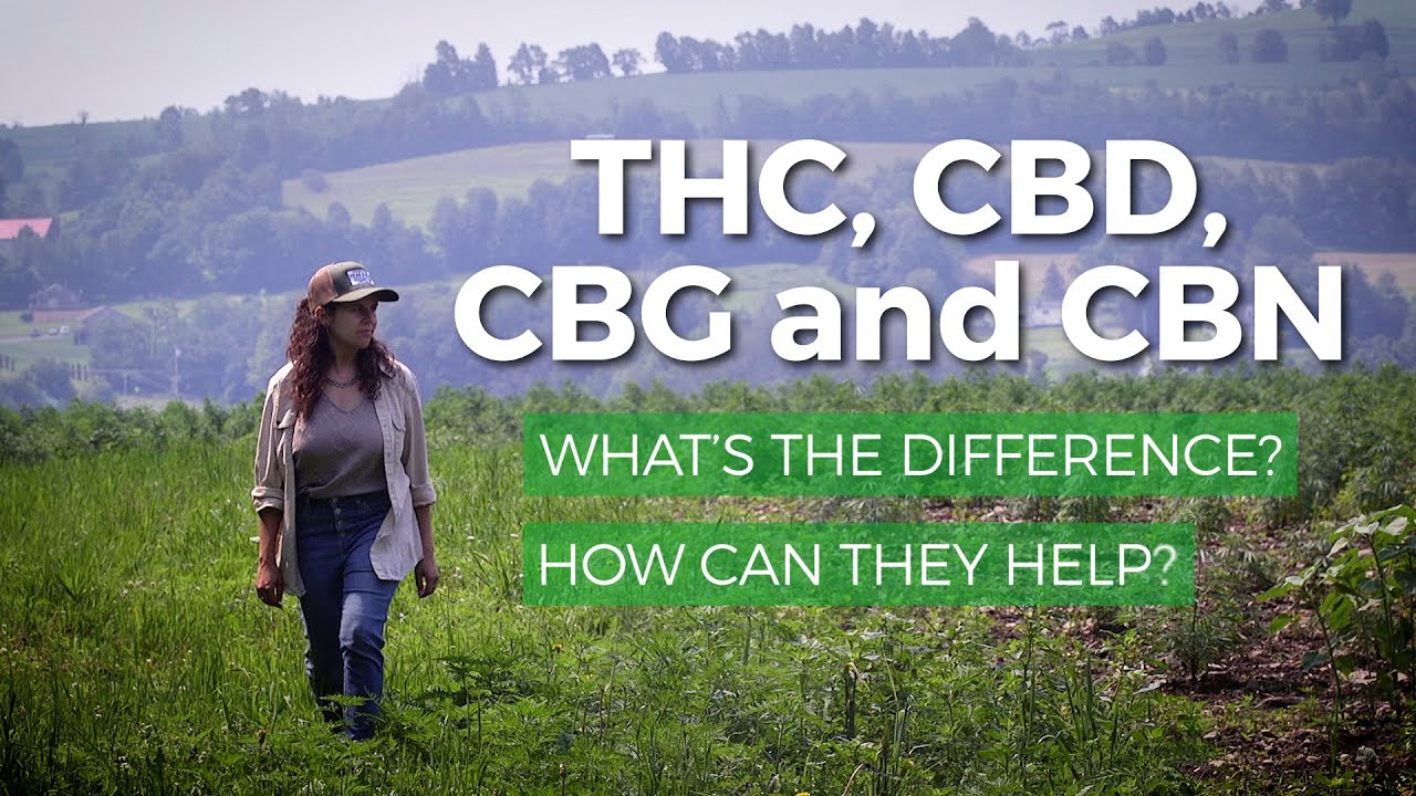 Marijuana THC vs CBD, CBG, CBN: What’s the difference? What are health benefits of each?
